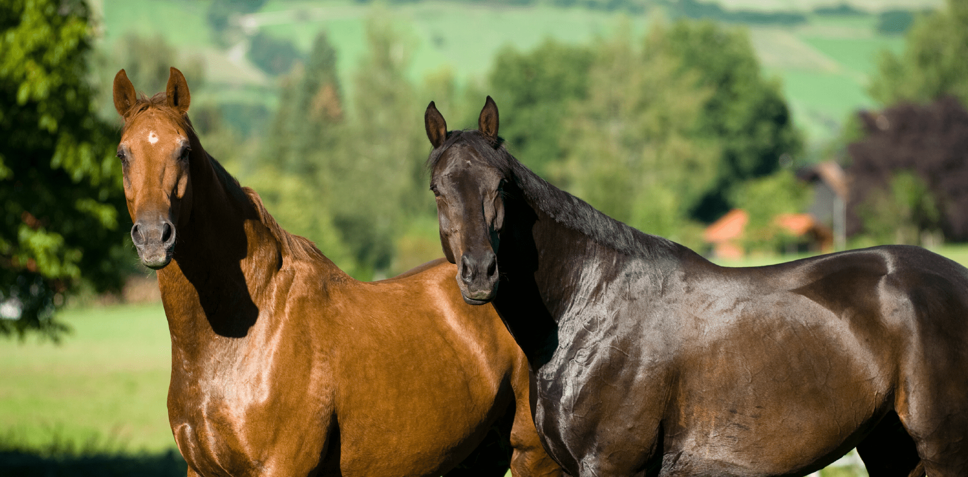 Kaksi hevosta
